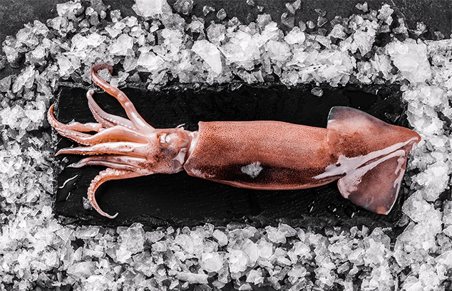 Los cefalópodos: una alternativa saludable - el calamar